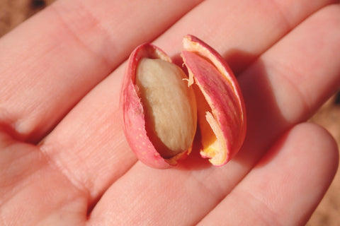 exocarp, pistachio, ripe pistachio seed, drupe fruit, pistachios are fruits, culinary nut