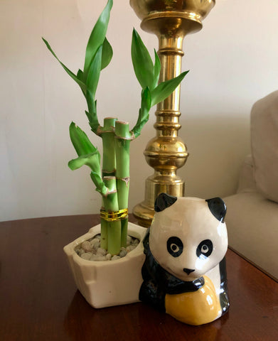 Lucky Bamboo, Feng Shui, The Botanical Journey
