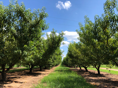 Peach Orchard in Peach County Georgia, The Botanical Journey