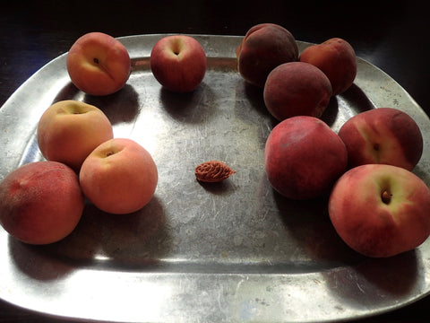 Peaches, The Botanical Journey