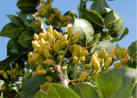 Pistachio Fruit, Pistachio Tree, Pistachio Nuts, Pistachio Orchard, Pistachios, By Himex Group - Own work, CC BY-SA 3.0, 