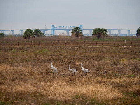 Sandhill Cranes, Galveston Island Birding, The Botanical Journey