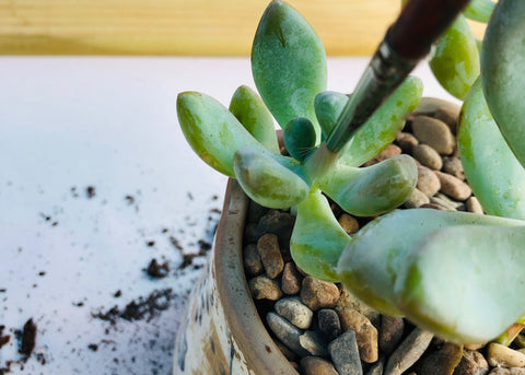 How to Plant a Succulent, The Botanical Journey