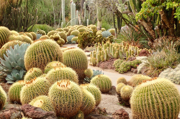 The Huntington Desert Garden, The Botanical Journey, Botanical Garden, Huntington Gardens, Cactus, Cacti
