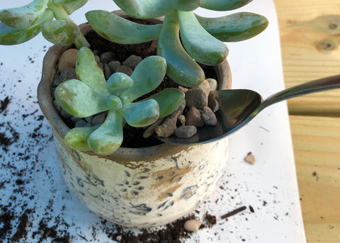 How to Plant a Succulent, The Botanical Journey