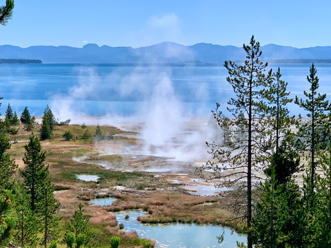 Yellowstone National Park, Visit Yellowstone, Yellowstone Lake, The Botanical Journey