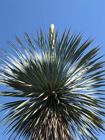 Cactus King, Cactus, The Botanical Journey, Yucca Bloom