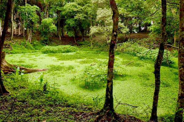 aguadas, water reservoirs, Maya, Mayan Ruins, Caracol, Belize