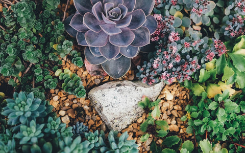 Succulents, How to properly plant a succulent, The Botanical Journey, Indoor Palnts