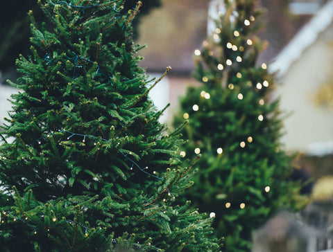 The History of the Christmas Tree, Christmas Tree, Christmas, The Botanical Journey