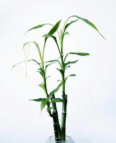 Lucky Bamboo, Feng Shui, The Botanical Journey