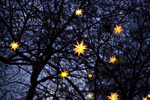 stars through the trees, History of the Christmas Tree, Photo by Filip Bunkens on Unsplash