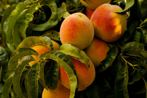 The Botanical Journey, Peach Tree, A Story of Peaches, Peaches