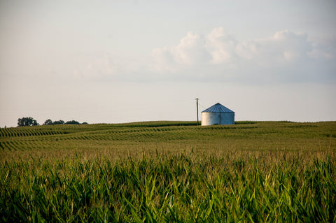 Corn Field, Biofuels, Saving the American Prairie
