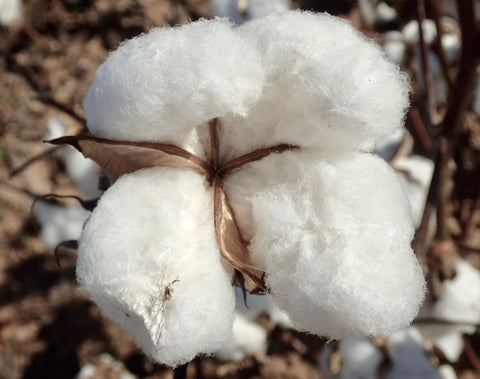 mature cotton, cotton harvest, cotton field, cotton fiber, Heyne Ranch