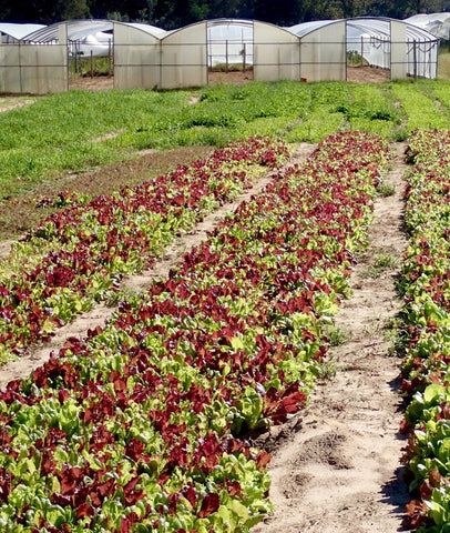 CSA Animal Farm, lettuce, organic lettuce, lettuce field, lettuce farm, Cat Springs Texas