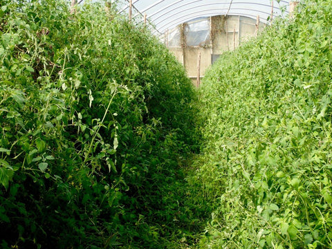 organic tomatoes, CSA Animal Farm, greenhouse, overgrown tomatoes