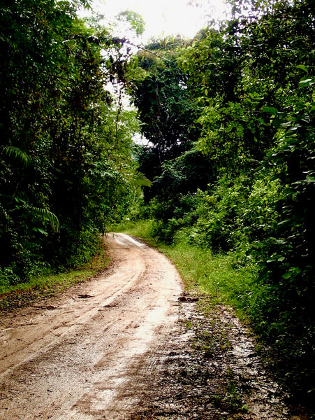 jungle, belize, caracol