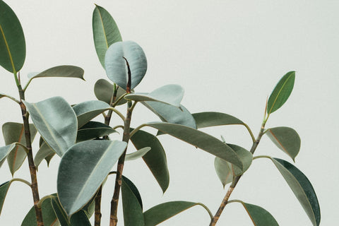 Rubber Tree Plant, Ficus elastica, Benefits of Indoor Plants, The Botanical Journey