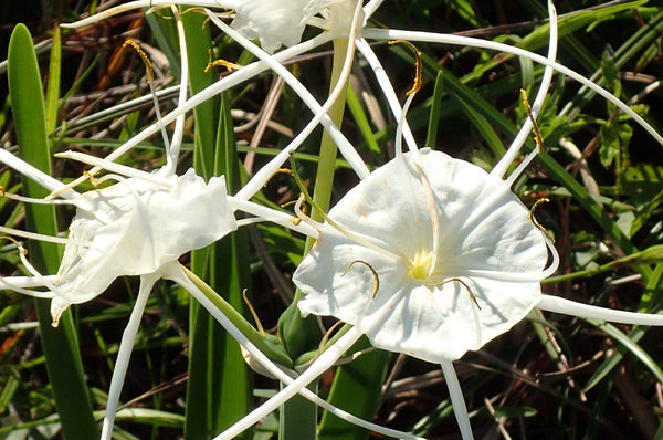 spider lily, Armand Bayou Nature Center, spring wildflowers, The Botanical Journey