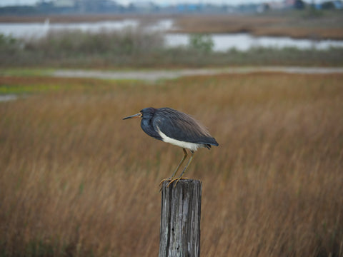 tricolored heron