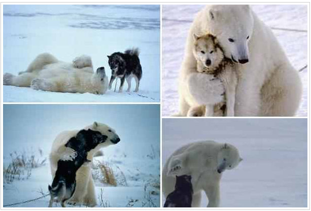 polar-bear-husky