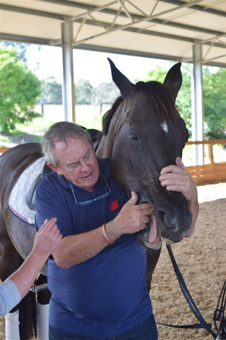 Bomber feeling inside a horse's mouth