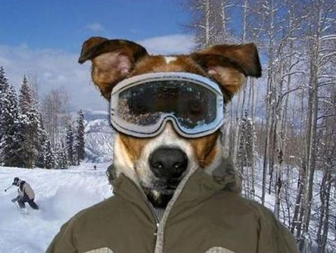 dog snow goggles