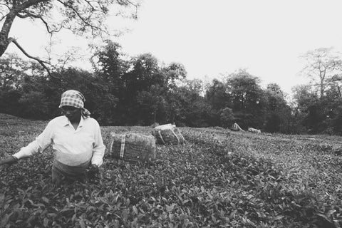 tea-picker-lady-india-farm-chai-walli