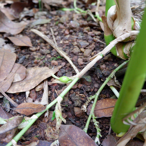 Green cardamom pod shoot growing in India