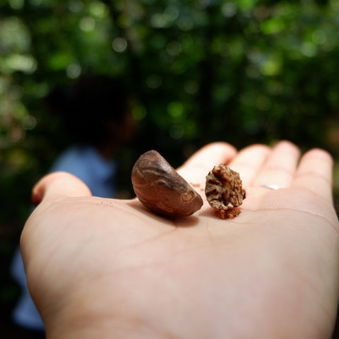 dried nutmeg seed and skin on hand