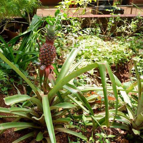 pretty female pineapple plant at spice farm in goa