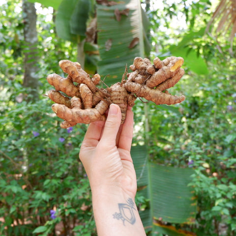 Female hand holding turmeric root at spice farm in goa