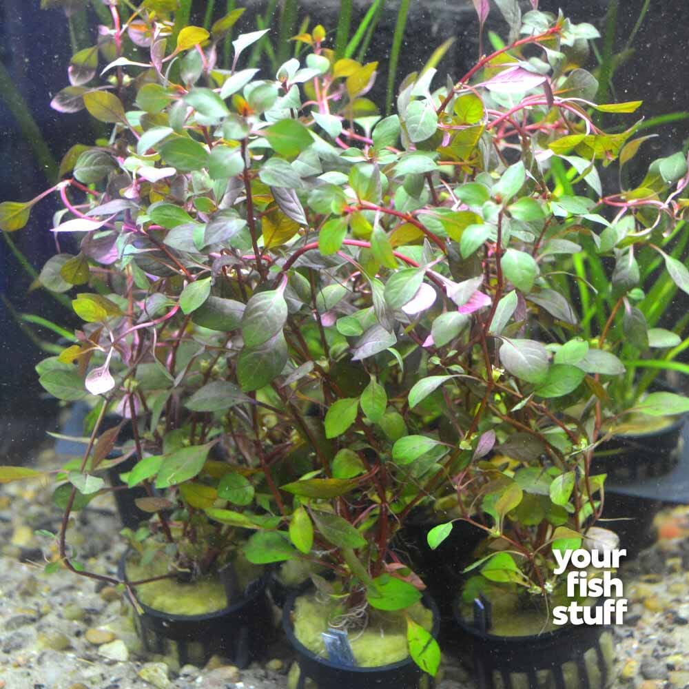 Ludwigia sp. Super Red Your Fish