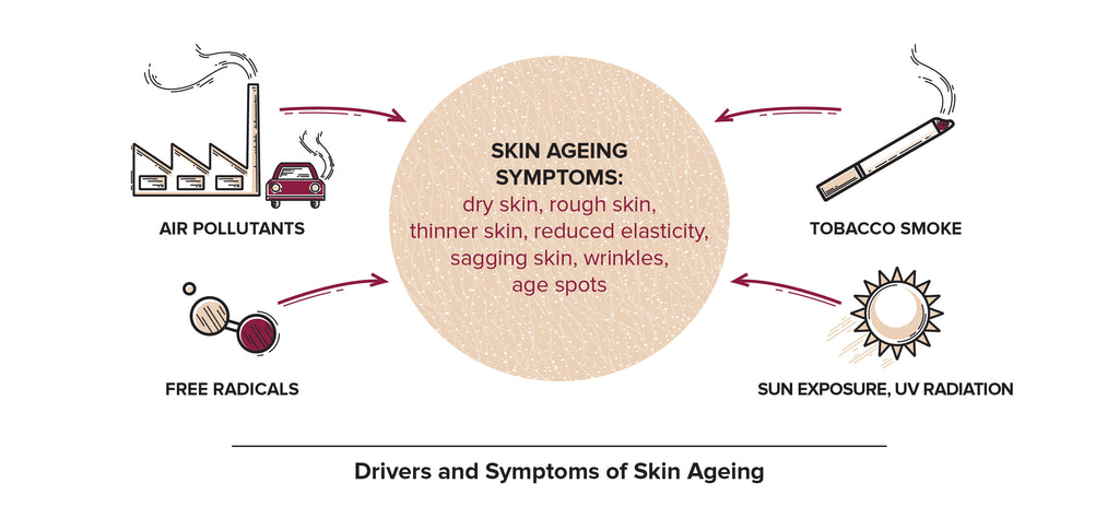 Causes of skin ageing