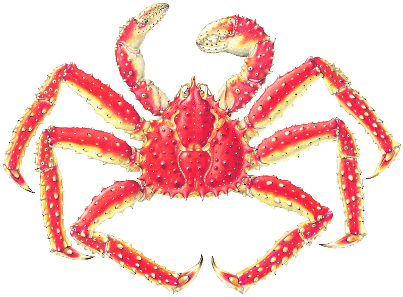 AKC Crab