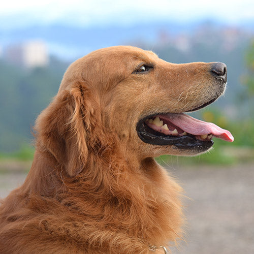 are golden retrievers good emotional support dogs