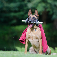 hemp oil for german shepherd dogs