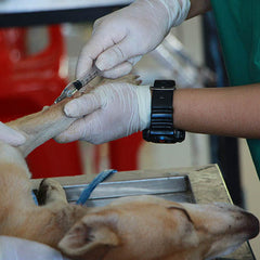 anesthesia for dogs