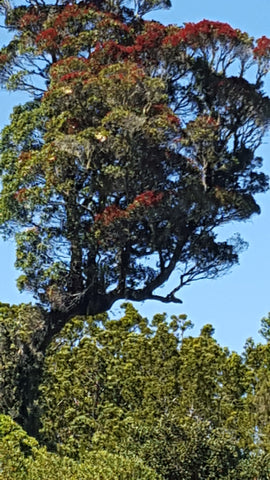 Northern Red Rata