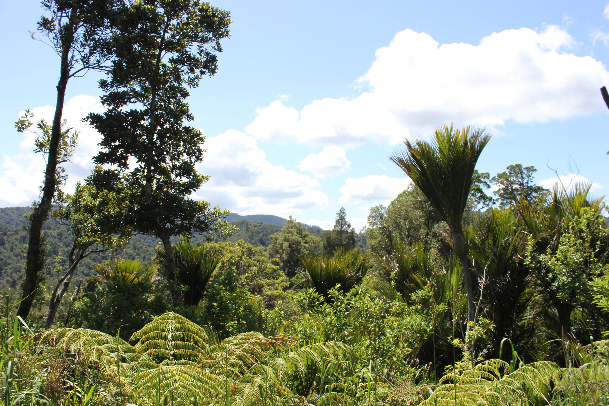 Omahuta Forest