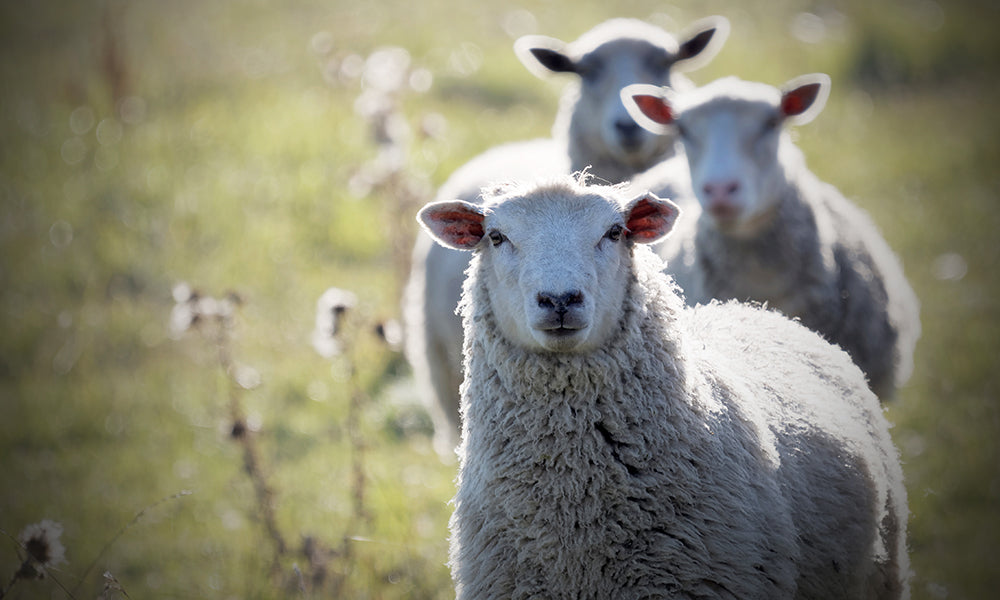 ekologisk ull får