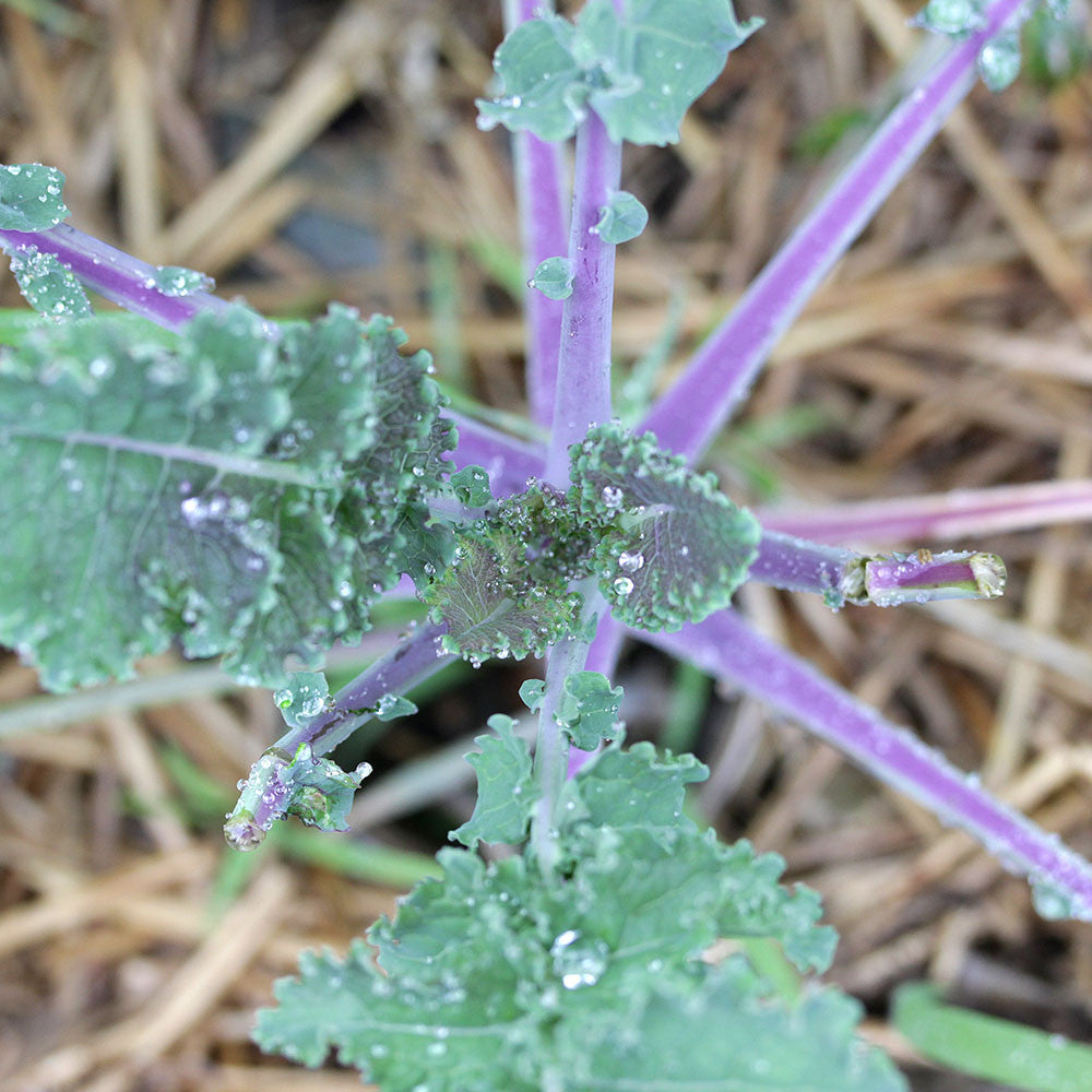 Rebecca Haas Studio - Rainbow kale