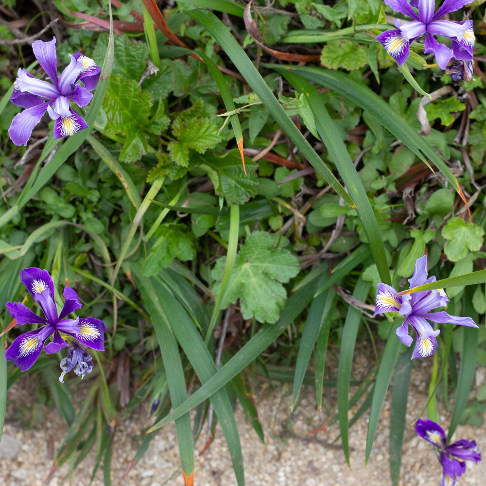 Rebecca Haas Jewelry - California Inspiration: Purple Flower