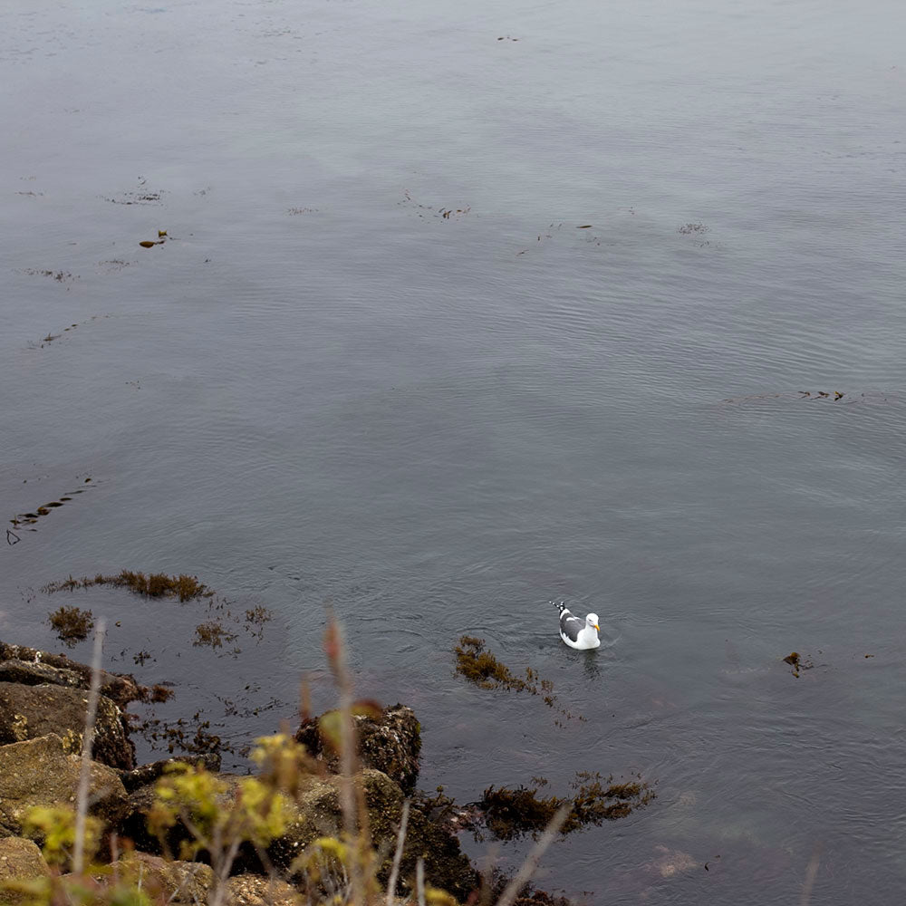 Rebecca Haas Jewelry - California Inspiration: White Gull Dark Water