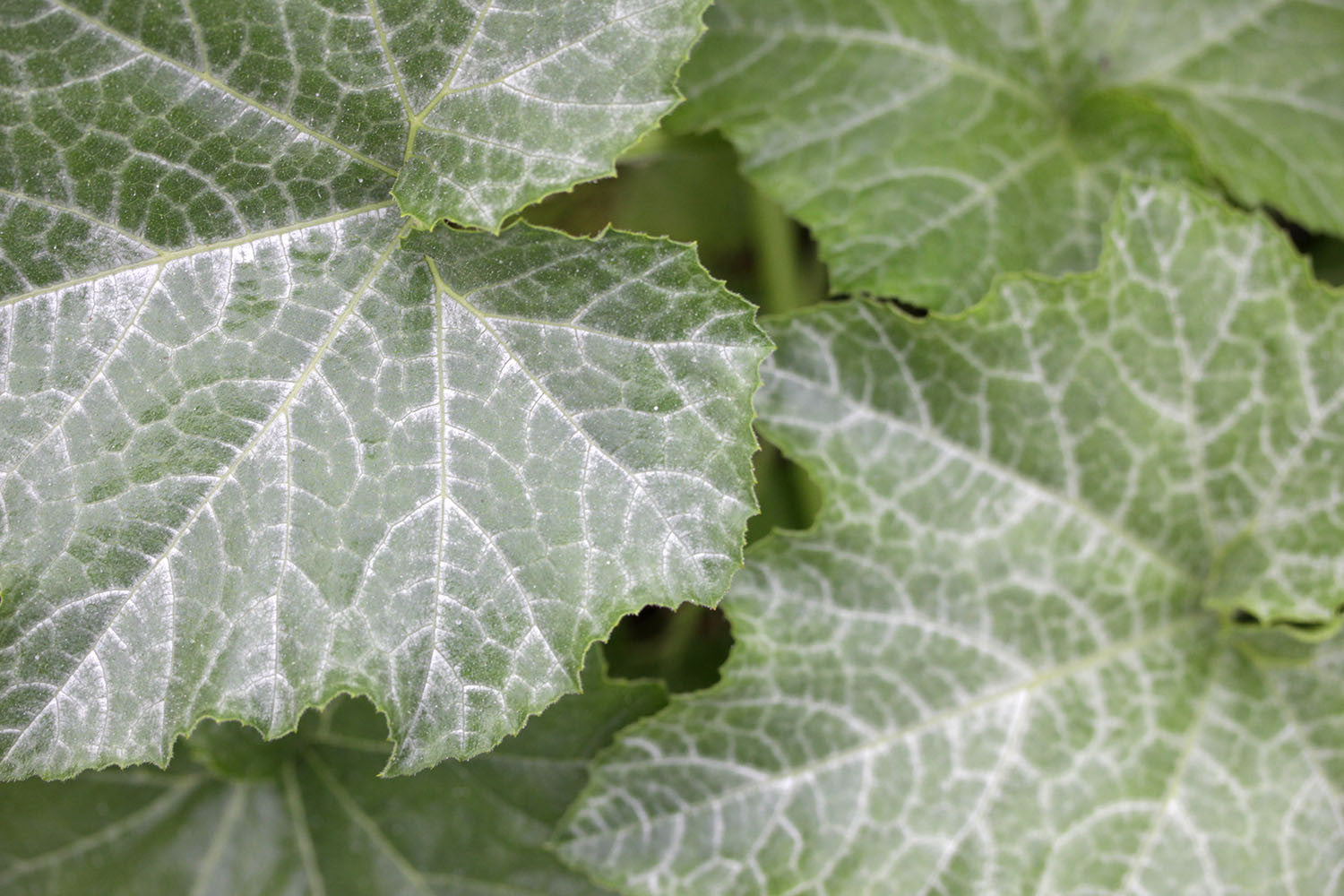 Rebecca Haas Studio - Squash Leaves