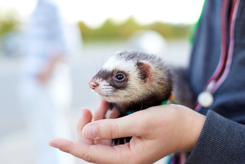 Ferret Health