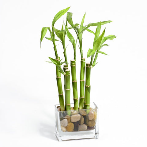 Lucky bamboo stalks in water