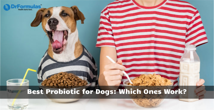 best probiotics for dogs