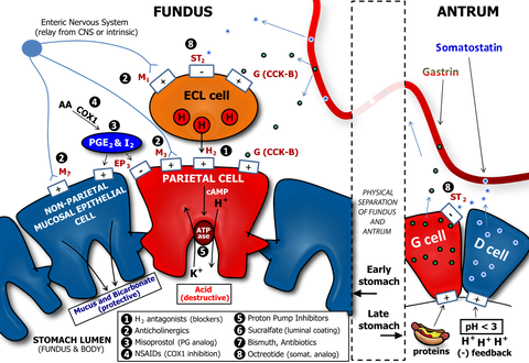 natural remedies vs medications  fighting heartburn and acid reflux